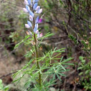 Photographie n°751354 du taxon Lupinus angustifolius subsp. reticulatus (Desv.) Arcang. [1882]