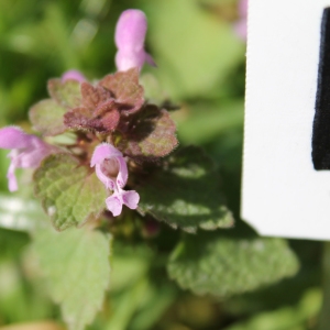 Photographie n°751479 du taxon Lamium purpureum L. [1753]