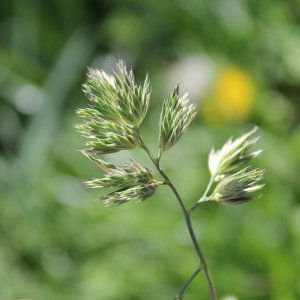 Photographie n°751501 du taxon Dactylis glomerata L. [1753]