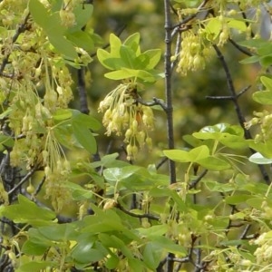 Photographie n°751508 du taxon Acer monspessulanum L. [1753]