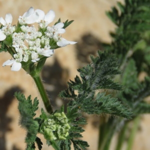 Photographie n°751645 du taxon Caucalis platycarpos sensu L. [1759]