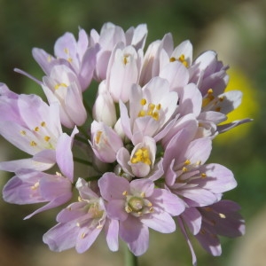 Photographie n°751647 du taxon Allium roseum L. [1753]