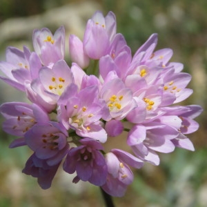 Photographie n°751648 du taxon Allium roseum L. [1753]