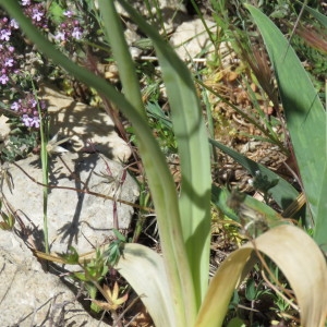 Photographie n°751649 du taxon Allium roseum L. [1753]