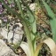  Jean-Marie Pagnier - Allium roseum L. [1753]