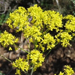 Photographie n°751650 du taxon Isatis tinctoria L. [1753]