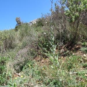 Photographie n°751652 du taxon Isatis tinctoria L. [1753]