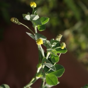 Photographie n°751839 du taxon Medicago lupulina L. [1753]