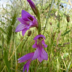 Photographie n°751860 du taxon Gladiolus italicus Mill.