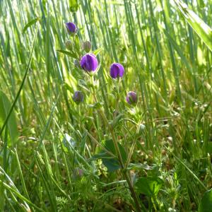 Photographie n°751863 du taxon Legousia speculum-veneris (L.) Chaix