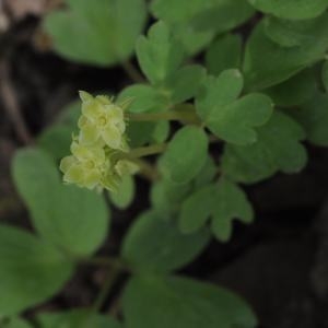 Photographie n°752093 du taxon Adoxa moschatellina L. [1753]