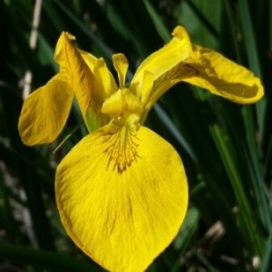 Photographie n°752123 du taxon Iris pseudacorus L. [1753]