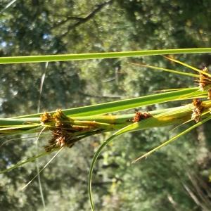 Photographie n°752138 du taxon Juncus jacquinii L. [1767]