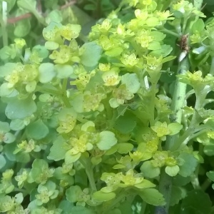 Photographie n°752150 du taxon Chrysosplenium oppositifolium L. [1753]