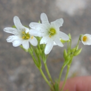 Photographie n°752244 du taxon Caryophyllaceae 