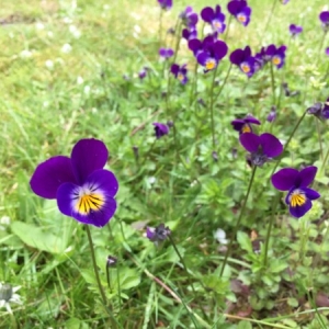 Photographie n°752313 du taxon Viola tricolor L. [1753]