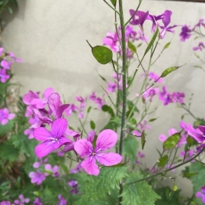 Photographie n°752411 du taxon Lunaria annua L. [1753]