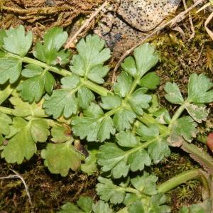 Photographie n°752604 du taxon Oenanthe lachenalii C.C.Gmel. [1805]