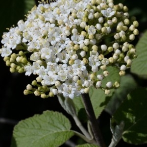 Photographie n°752691 du taxon Viburnum lantana L. [1753]