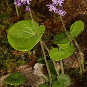 Photographie n°752692 du taxon Soldanella villosa Darracq [1850]