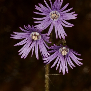 Photographie n°752693 du taxon Soldanella villosa Darracq [1850]