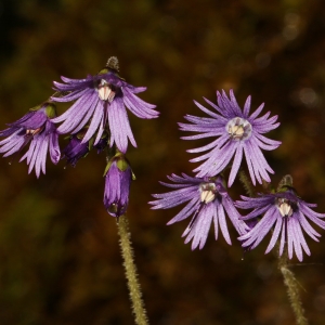 Photographie n°752694 du taxon Soldanella villosa Darracq [1850]