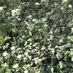 Photographie n°752697 du taxon Viburnum lantana L. [1753]