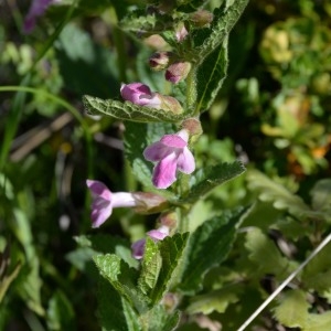 Photographie n°752707 du taxon Melittis melissophyllum L. [1753]