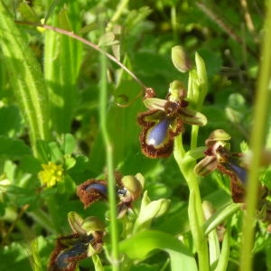 Photographie n°752722 du taxon Ophrys ciliata Biv. [1806]