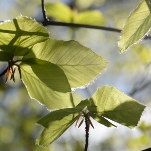 Photographie n°752911 du taxon Fagus sylvatica L. [1753]