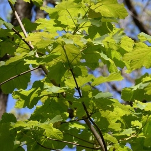 Photographie n°752915 du taxon Acer pseudoplatanus L. [1753]