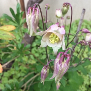 Photographie n°752989 du taxon Aquilegia vulgaris L. [1753]