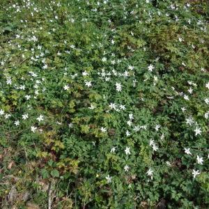 Photographie n°752993 du taxon Anemone nemorosa L. [1753]