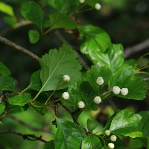 Photographie n°752997 du taxon Crataegus laevigata (Poir.) DC. [1825]