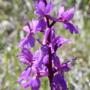 Photographie n°753014 du taxon Orchis mascula subsp. signifera (Vest) Soó [1927]