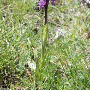 Photographie n°753015 du taxon Orchis mascula subsp. signifera (Vest) Soó [1927]