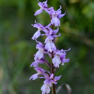 Photographie n°753018 du taxon Orchis mascula subsp. signifera (Vest) Soó [1927]