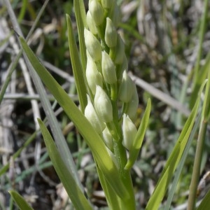 Photographie n°753021 du taxon Cephalanthera longifolia (L.) Fritsch [1888]