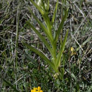 Photographie n°753022 du taxon Cephalanthera longifolia (L.) Fritsch [1888]