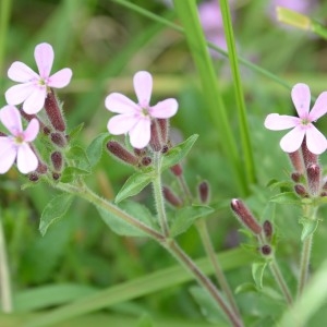 Photographie n°753060 du taxon Saponaria ocymoides L. [1753]