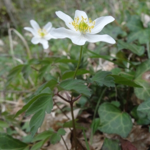 Photographie n°753143 du taxon Anemone nemorosa L.