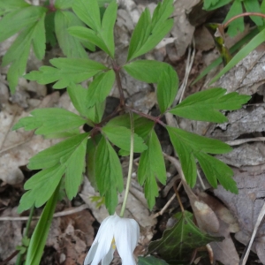 Photographie n°753145 du taxon Anemone nemorosa L.