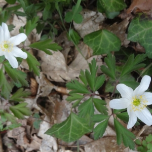 Photographie n°753146 du taxon Anemone nemorosa L.