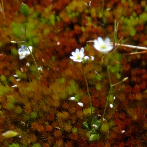 Photographie n°753152 du taxon Draba verna L.