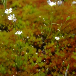 Photographie n°753153 du taxon Draba verna L.