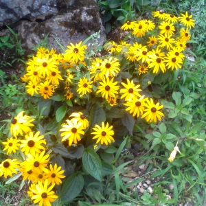 Photographie n°753322 du taxon Rudbeckia hirta L. [1753]