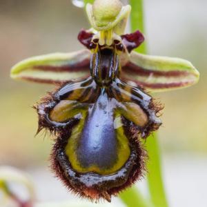 Photographie n°753399 du taxon Ophrys speculum Link [1799]