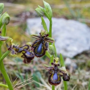 Photographie n°753400 du taxon Ophrys speculum Link [1799]