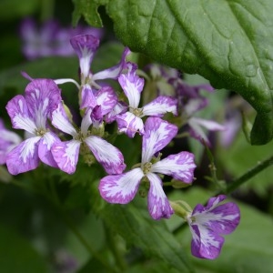 Photographie n°753481 du taxon Lunaria annua L. [1753]