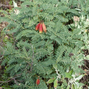 Photographie n°753678 du taxon Astragalus lusitanicus Lam. [1783]